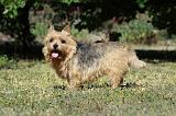 NORWICH TERRIER 063